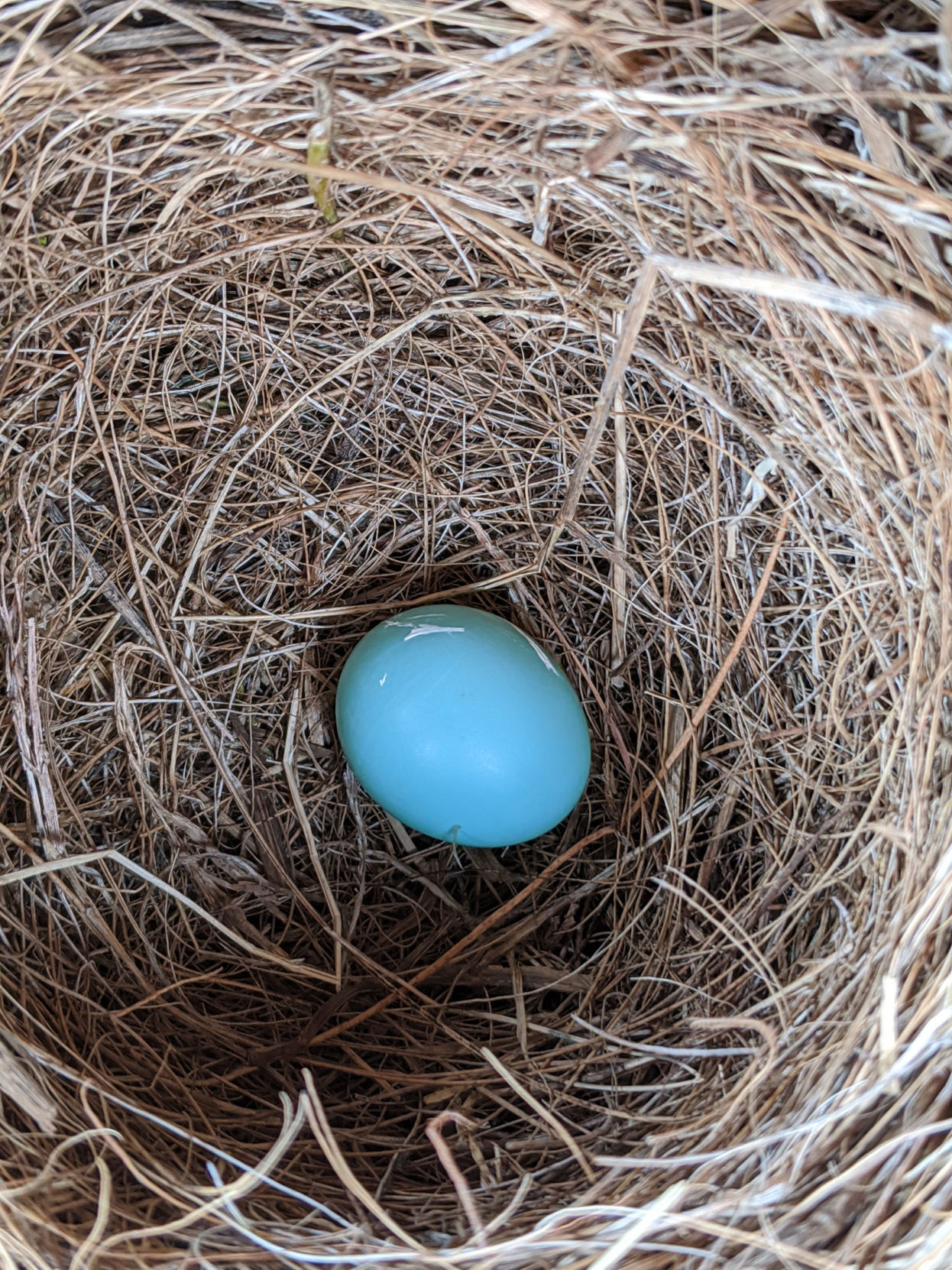Pringle bluebird egg.jpg